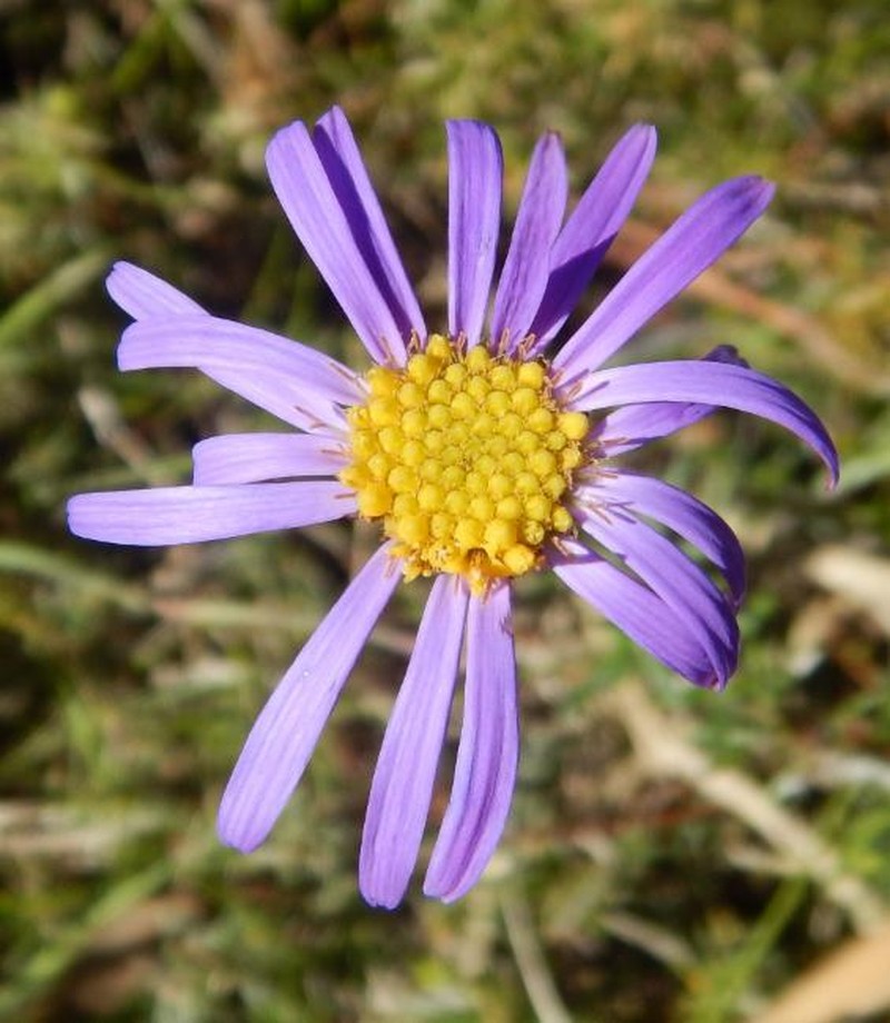 Vicinia ciliata photo 2