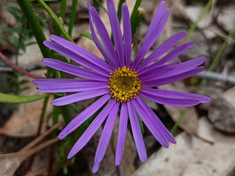 Vicinia ciliata