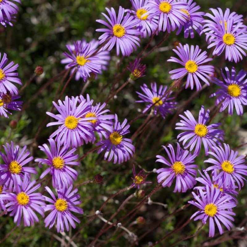 Vicinia ciliata photo 3