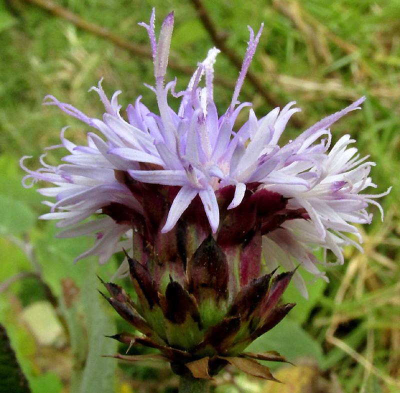 Vickianthus alamanii