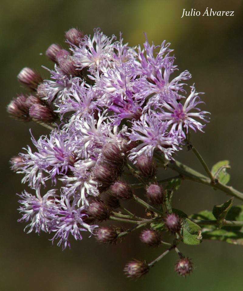 Vickianthus bealliae photo 2