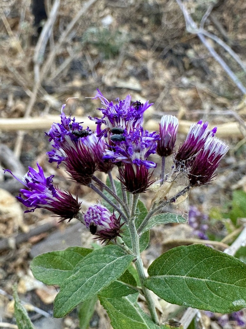 Vickianthus bealliae photo 3