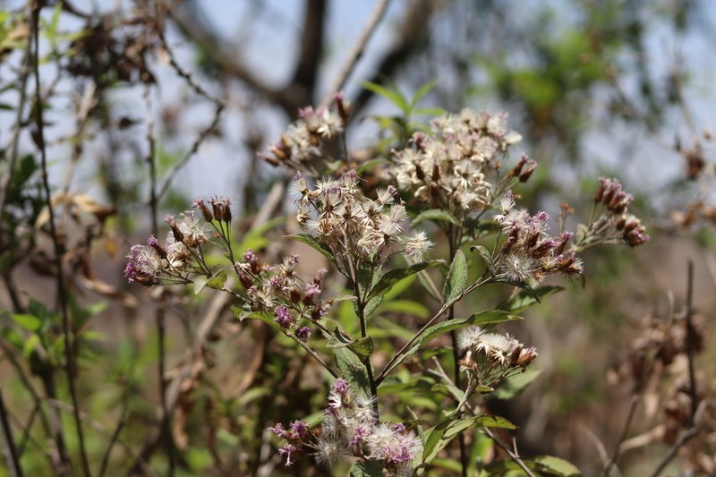 Vickianthus bealliae photo 4