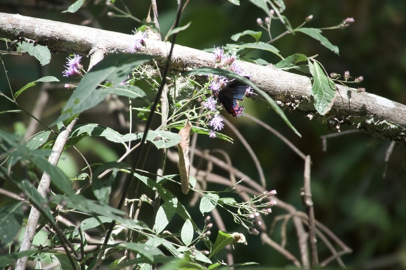 Vickianthus bealliae photo 6