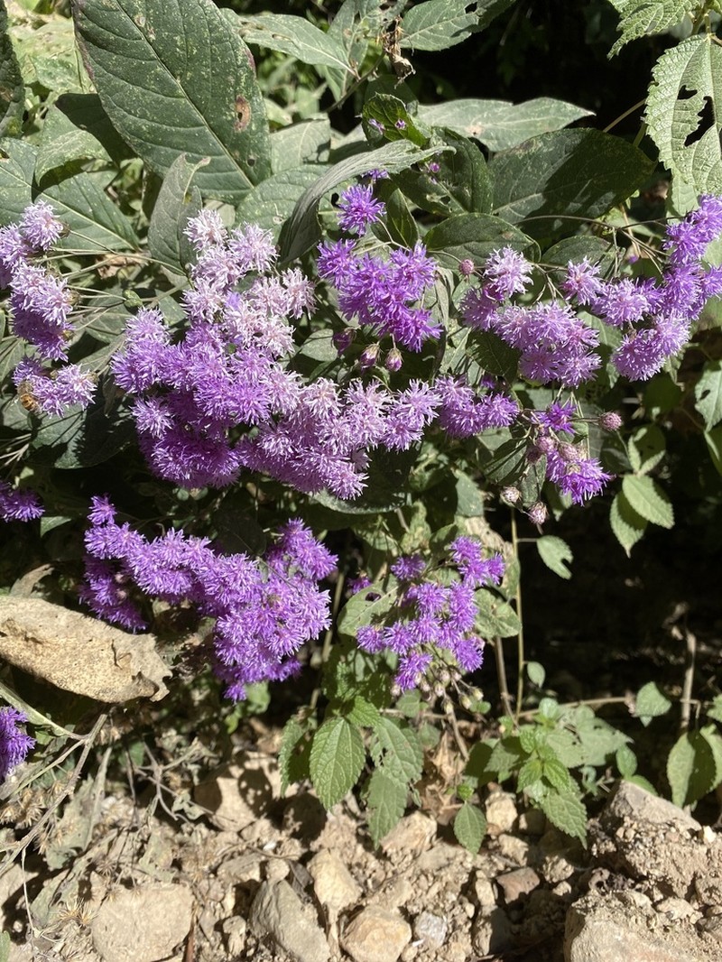 Vickianthus bealliae photo 8
