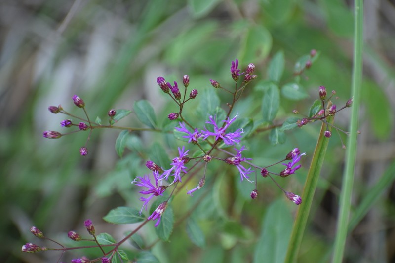 Vickianthus cronquistii