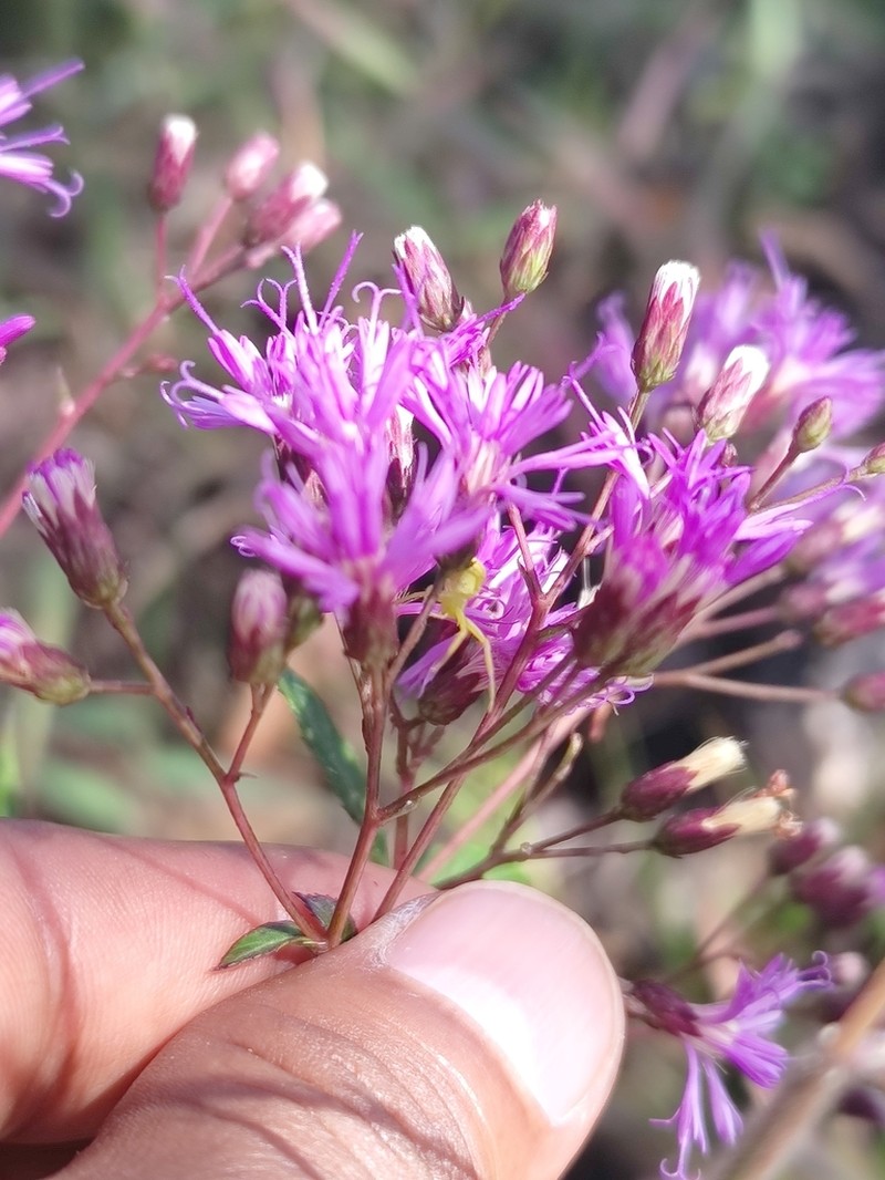 Vickianthus cronquistii photo 2