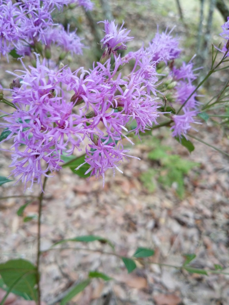 Vickianthus cronquistii photo 3