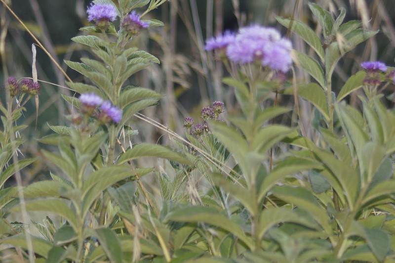 Vickianthus inuloides