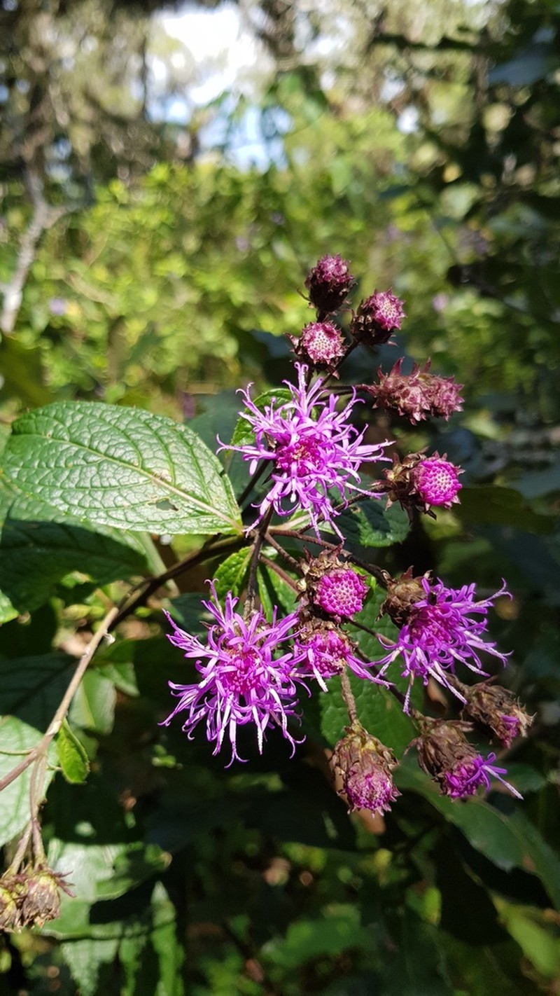 Vickianthus inuloides photo 2