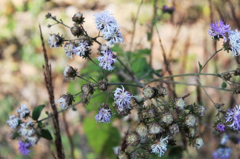 Vickianthus inuloides photo 3