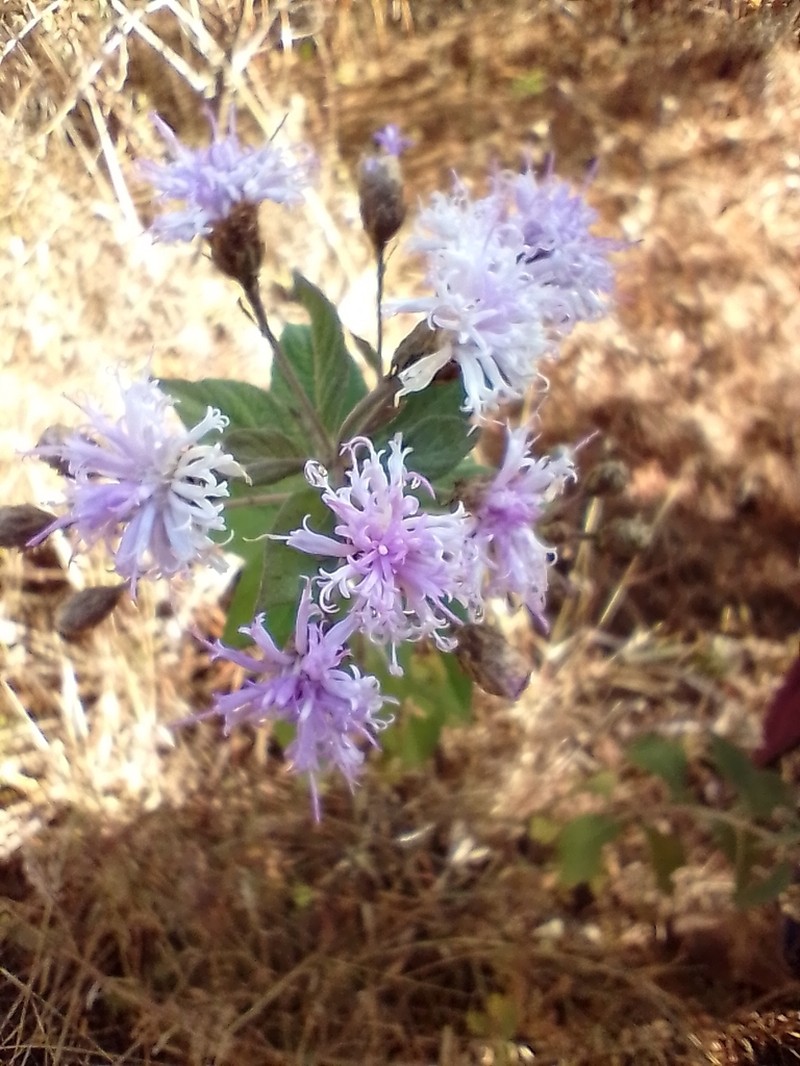 Vickianthus inuloides photo 5