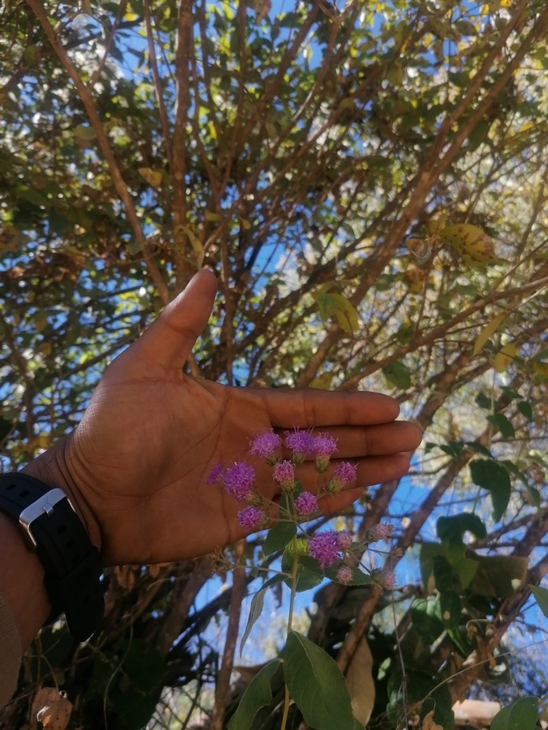 Vickianthus karvinskianus