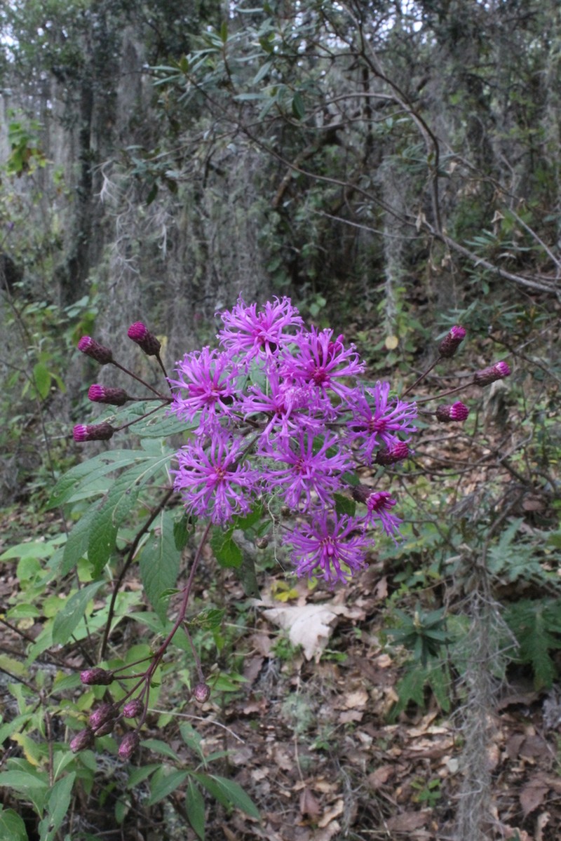 Vickianthus karvinskianus photo 2