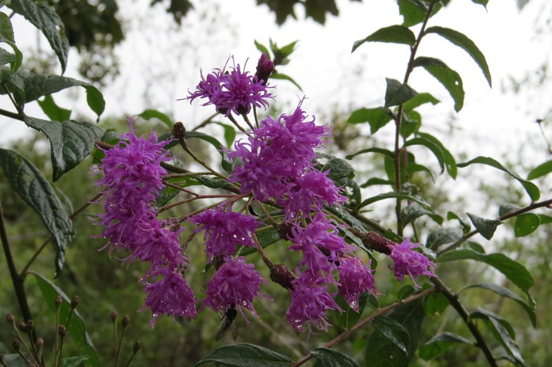Vickianthus karvinskianus photo 6