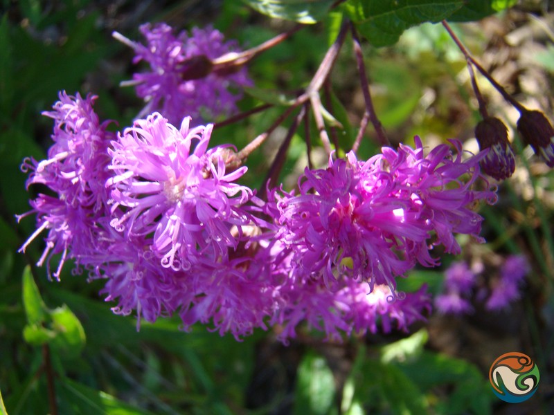 Vickianthus karvinskianus photo 8
