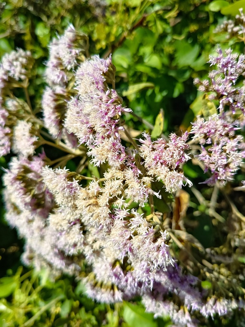 Vickianthus liatroides