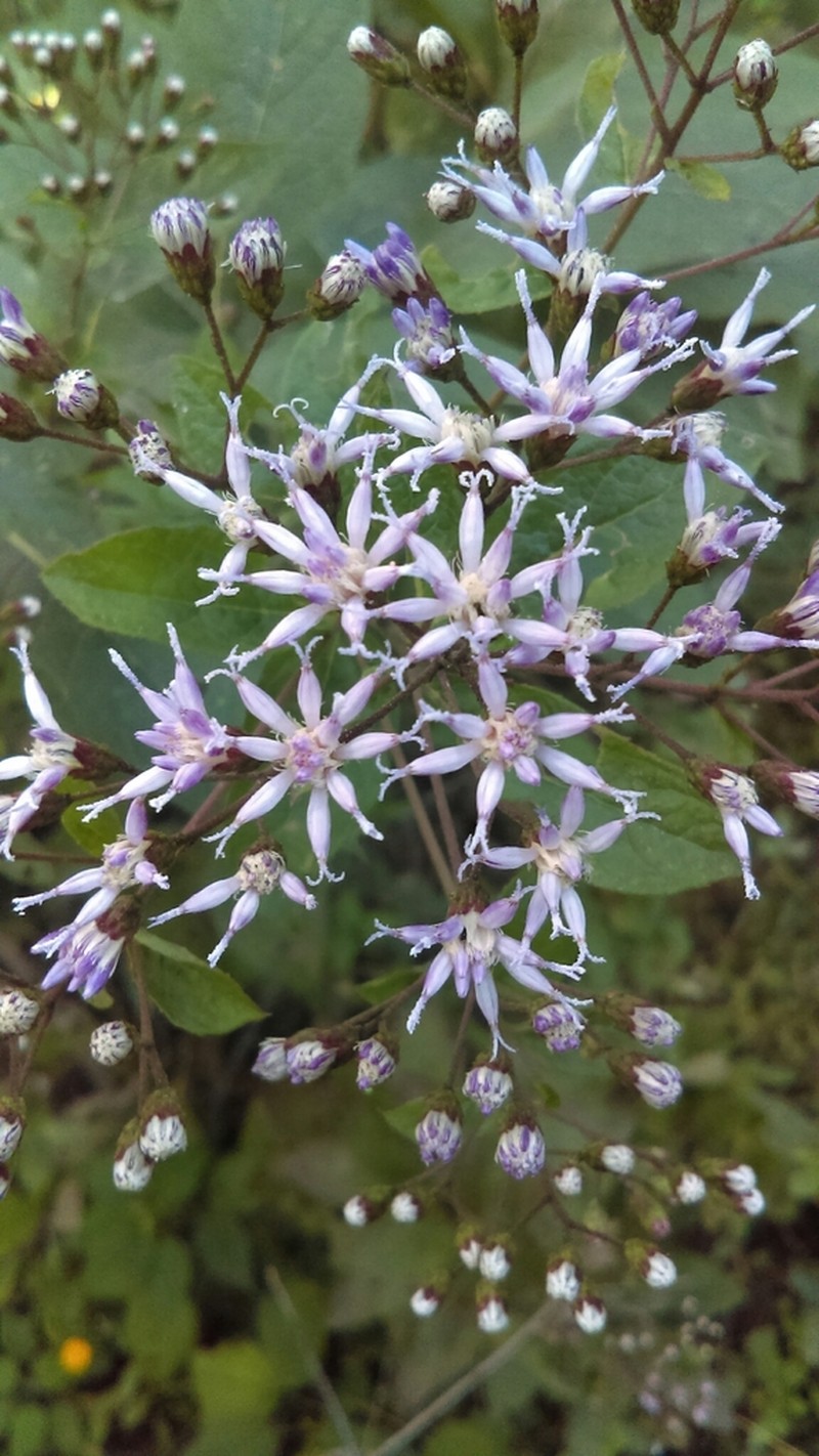Vickianthus liatroides photo 2