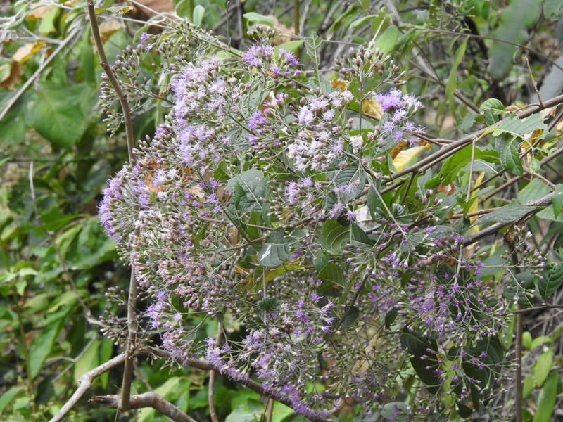 Vickianthus liatroides photo 3
