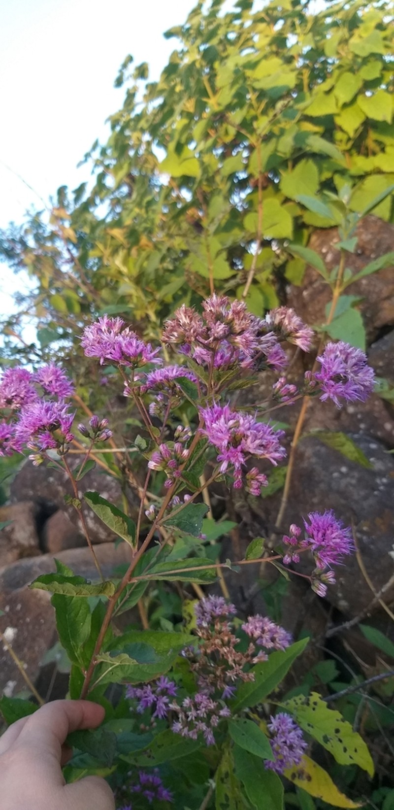 Vickianthus liatroides photo 4