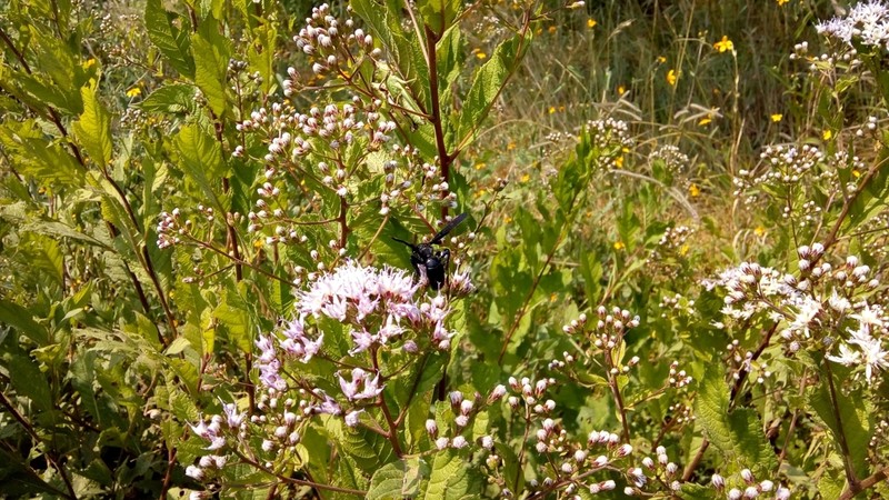 Vickianthus liatroides photo 5