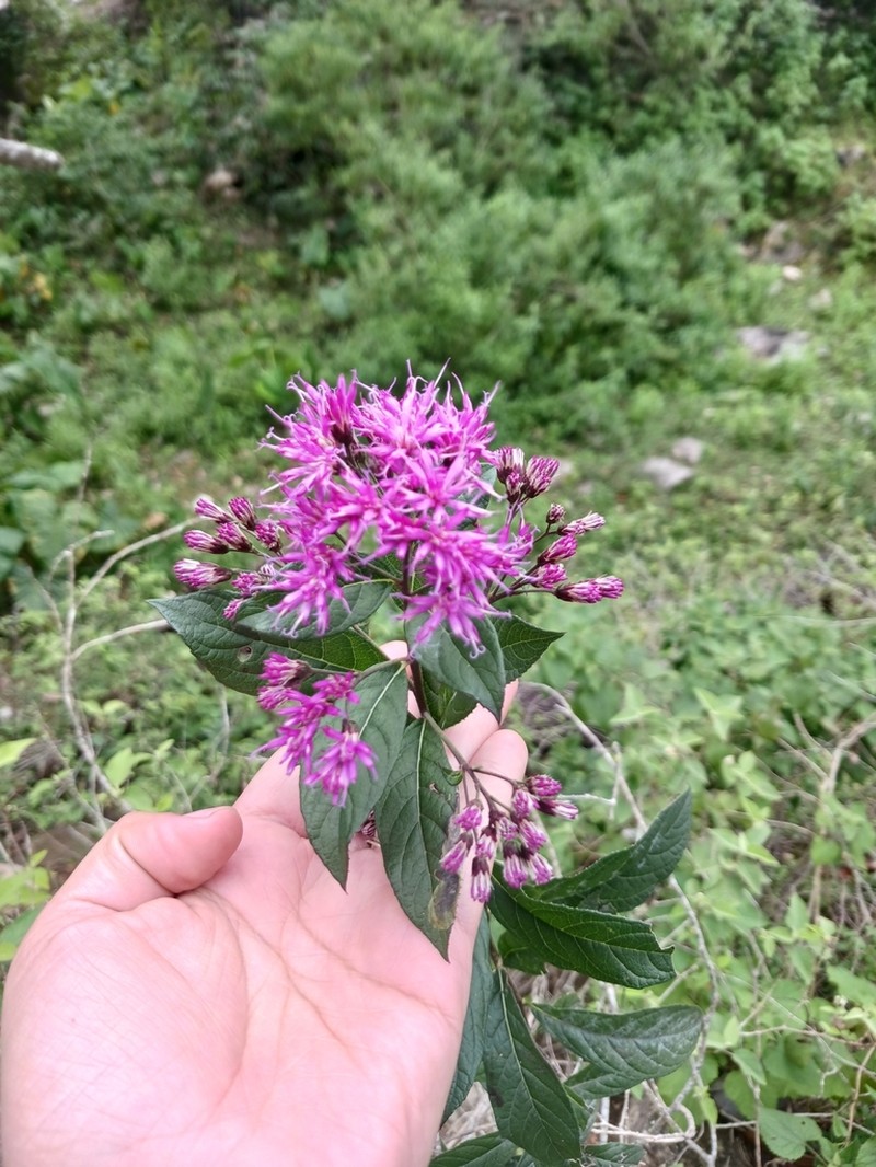 Vickianthus liatroides photo 6