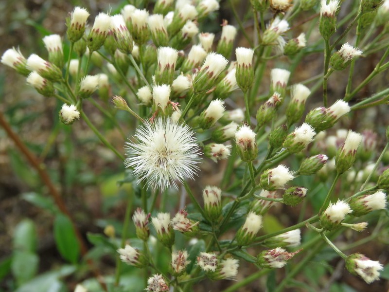 Vickianthus liatroides photo 7