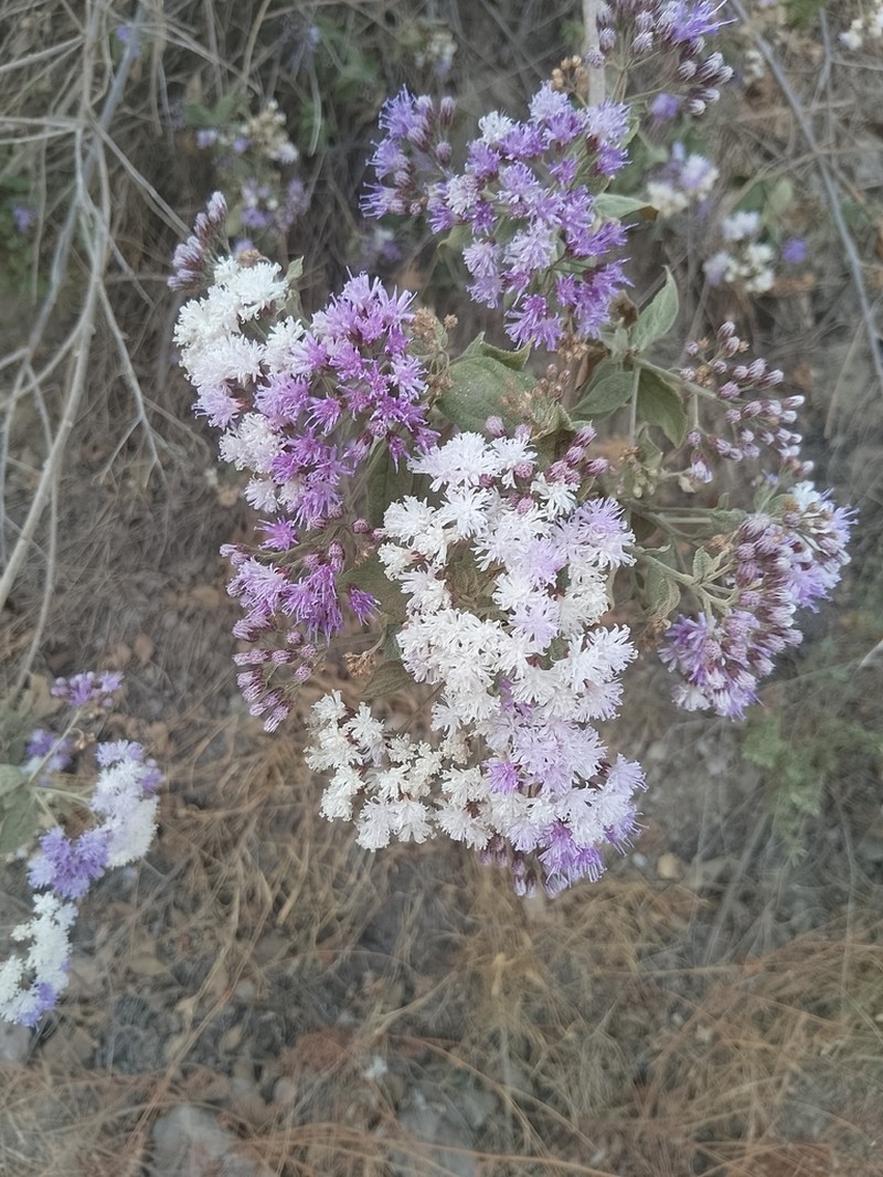 Vickianthus liatroides photo 8