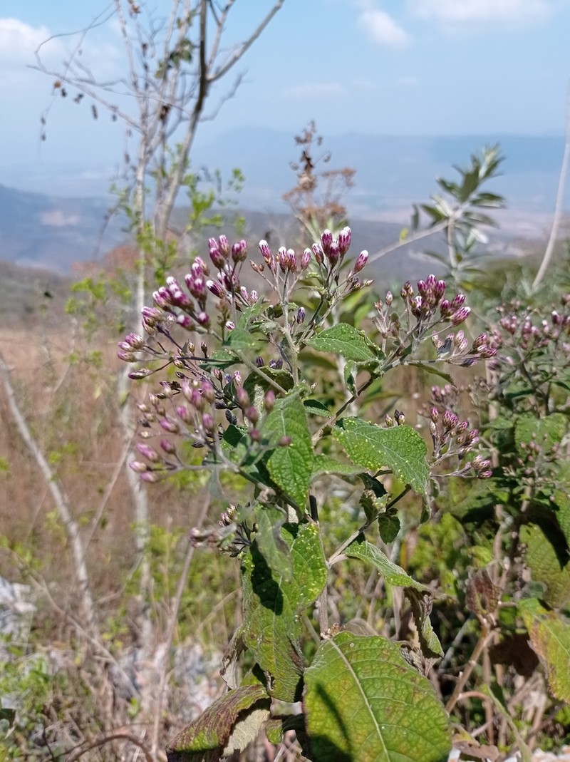 Vickianthus oaxacanus