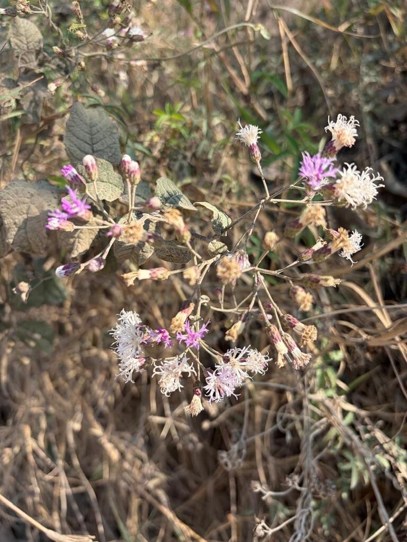 Vickianthus oaxacanus photo 2