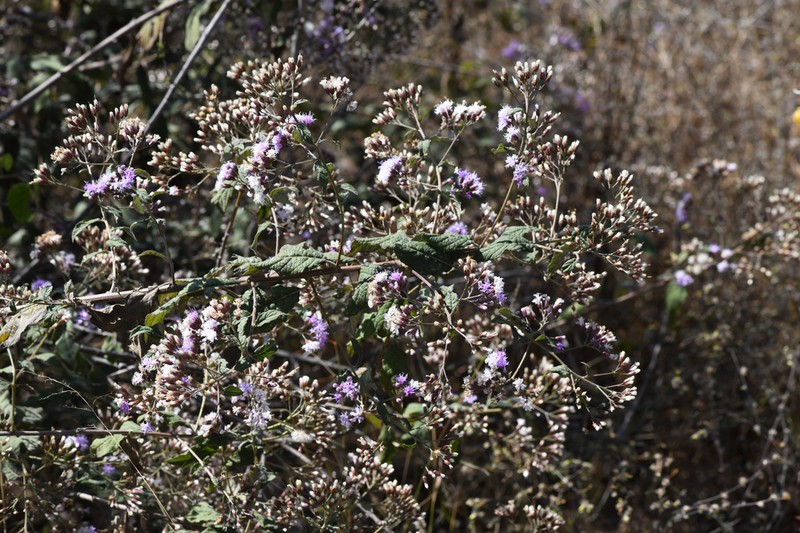 Vickianthus oaxacanus photo 3