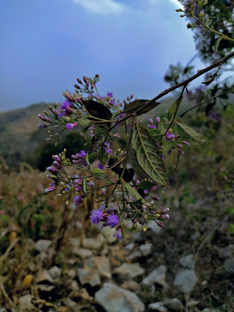 Vickianthus oaxacanus photo 4