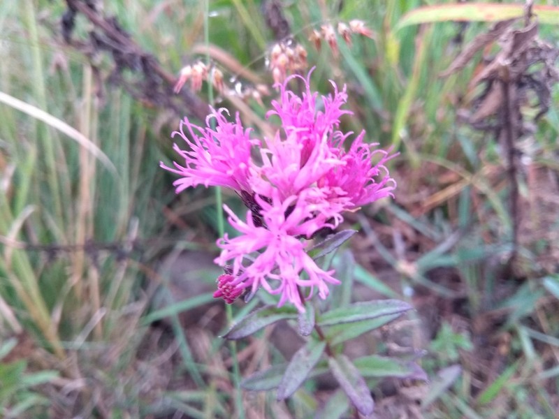 Vickianthus serratuloides photo 2