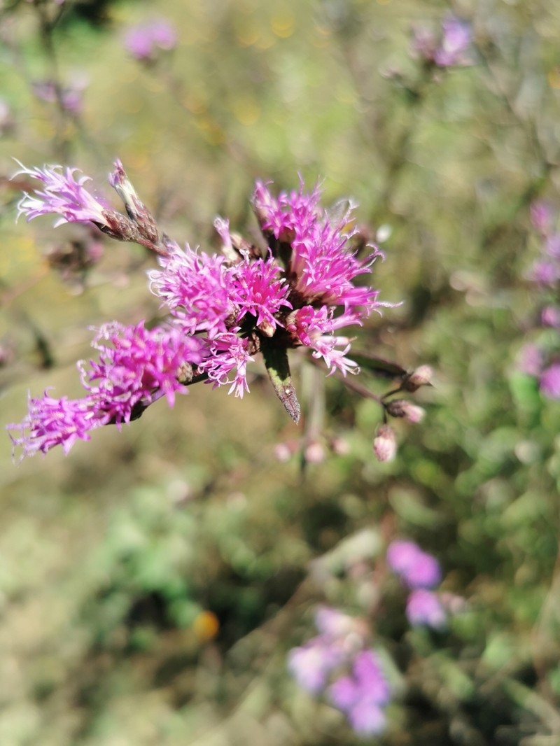 Vickianthus serratuloides photo 3