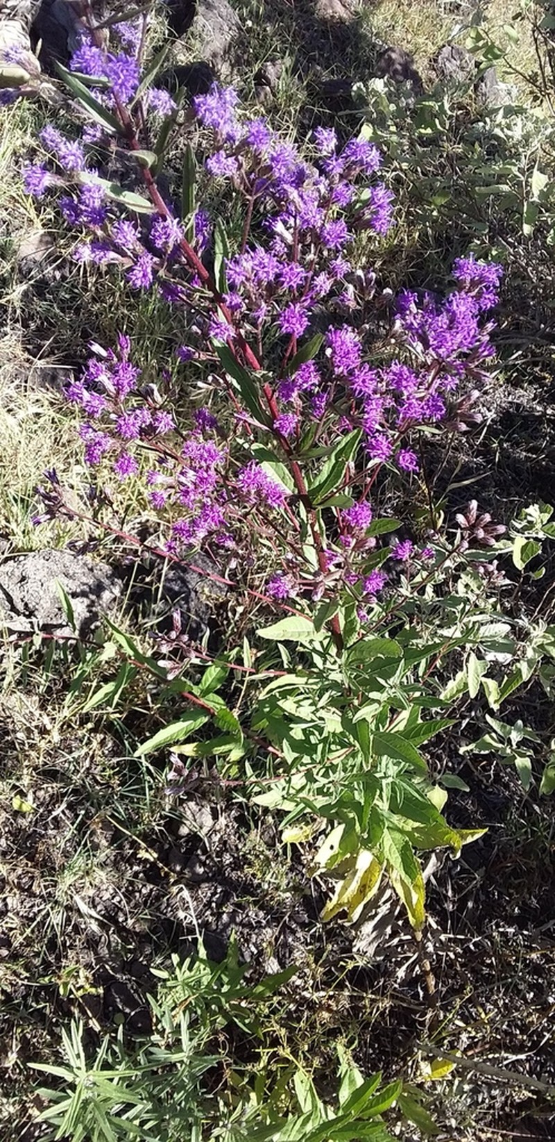 Vickianthus serratuloides photo 4