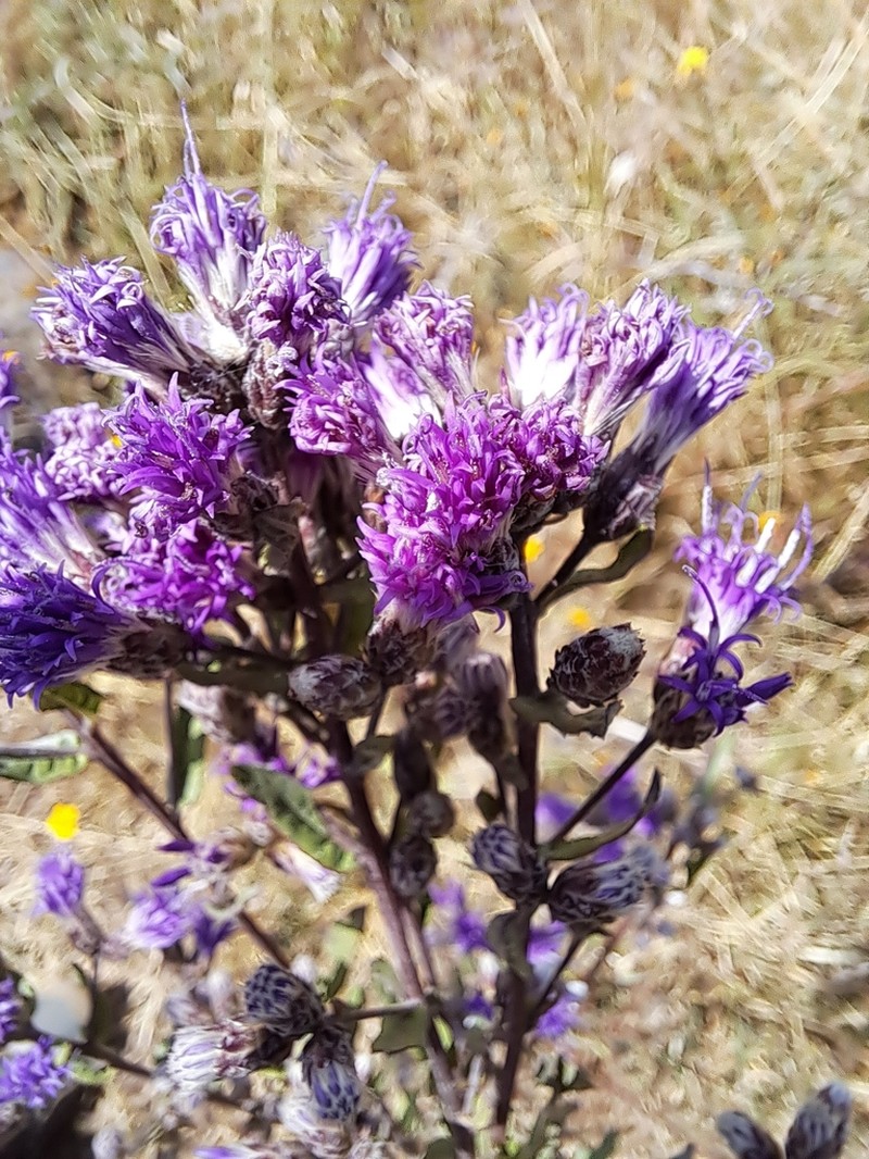 Vickianthus serratuloides photo 5