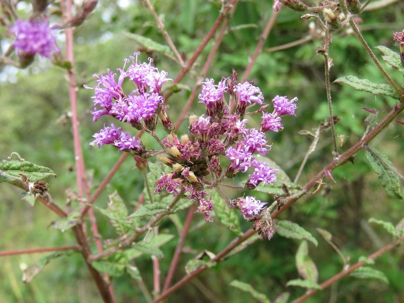 Vickianthus serratuloides photo 6