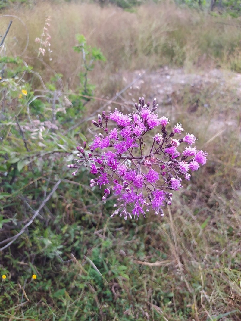 Vickianthus serratuloides photo 8