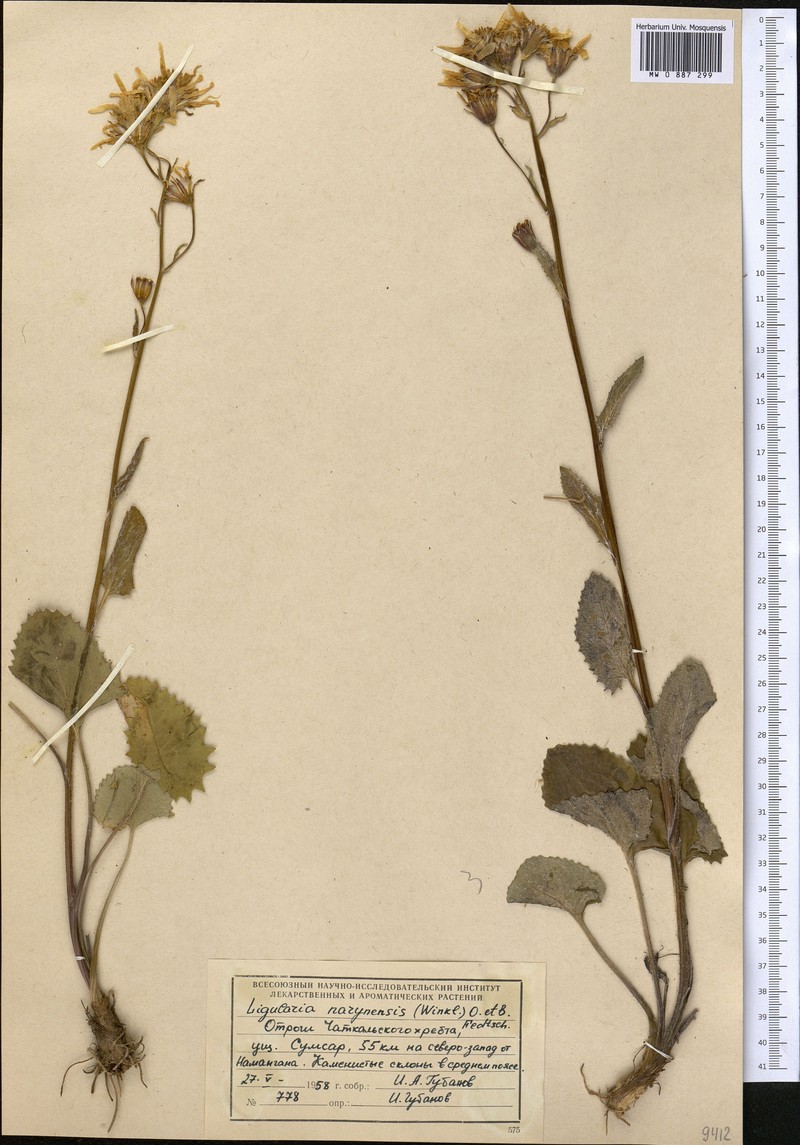 Vickifunkia karataviensis photo 2
