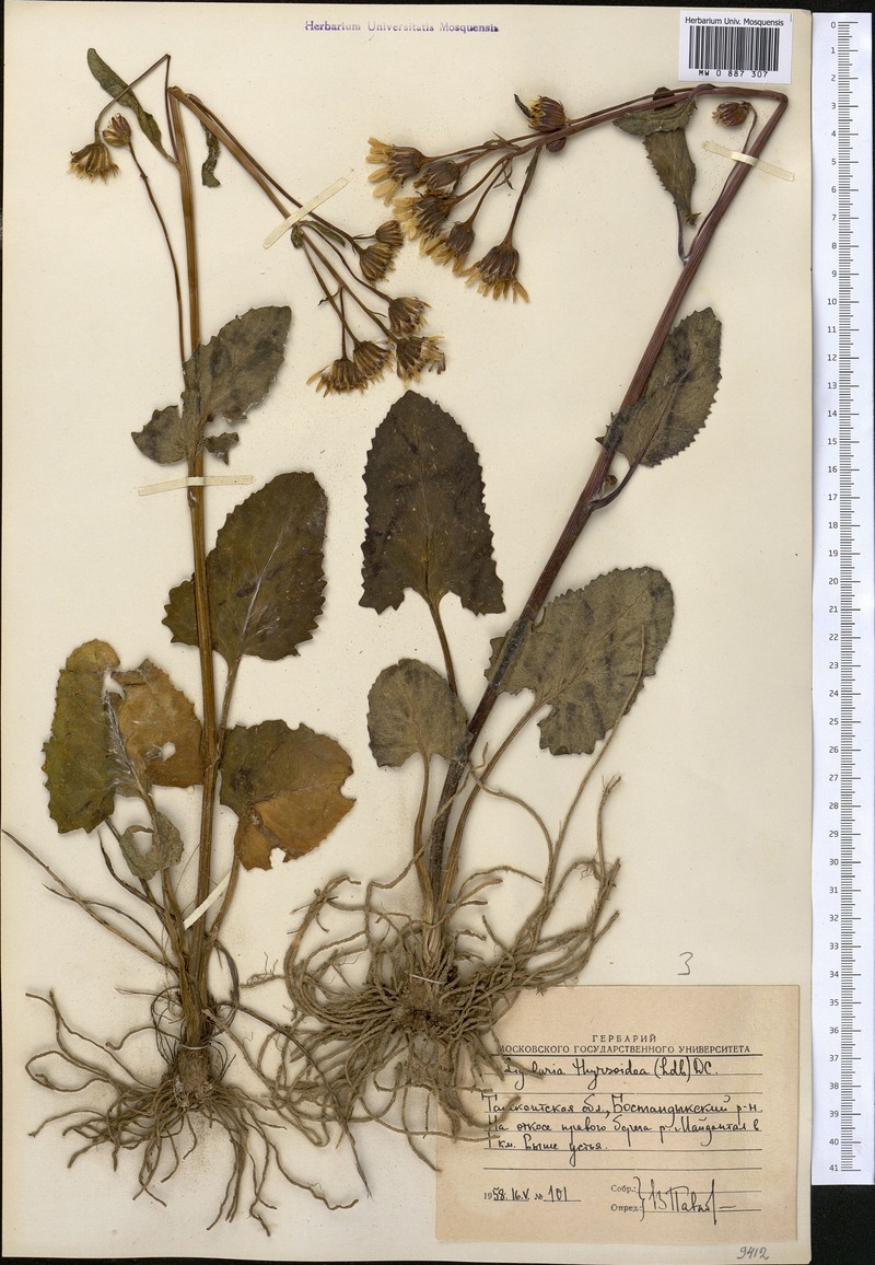 Vickifunkia karataviensis photo 3