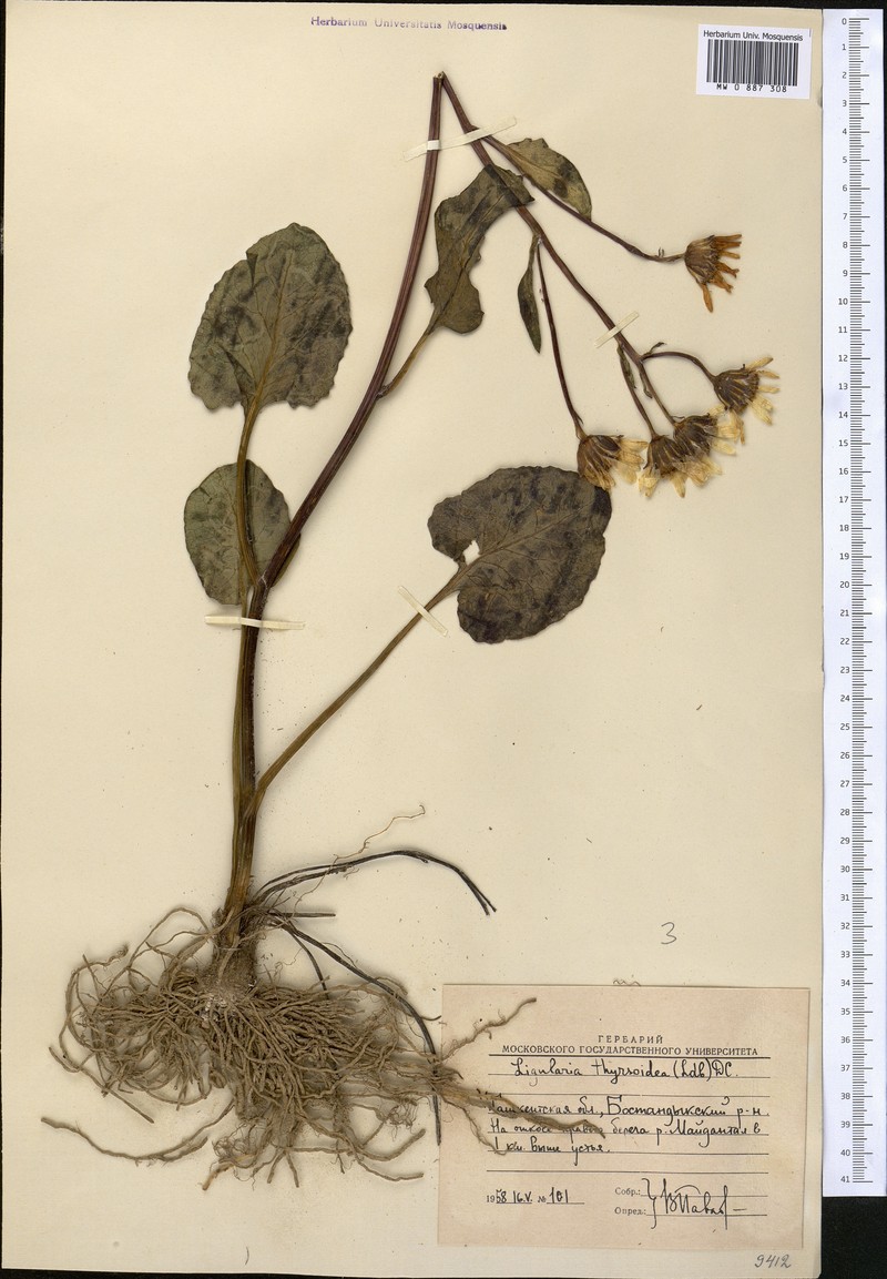 Vickifunkia karataviensis photo 4