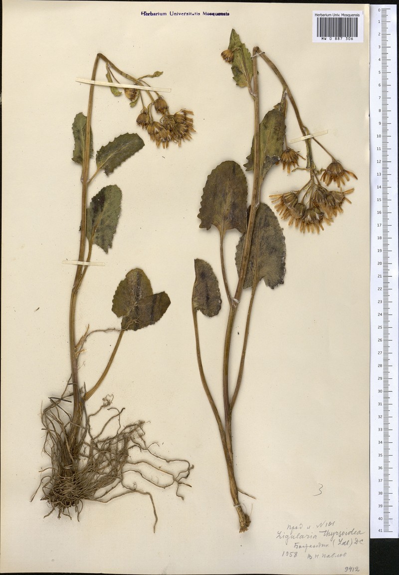 Vickifunkia karataviensis photo 5