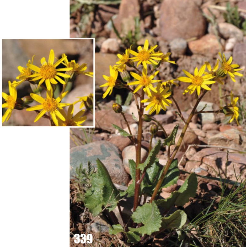 Vickifunkia karataviensis