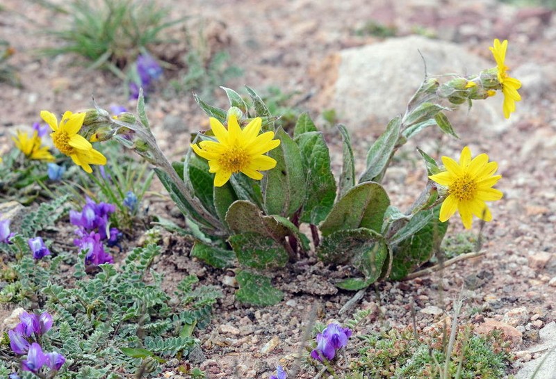Vickifunkia narynensis