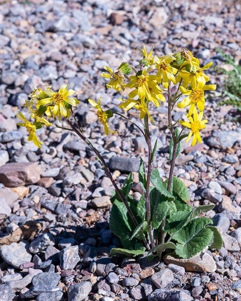 Vickifunkia narynensis photo 2