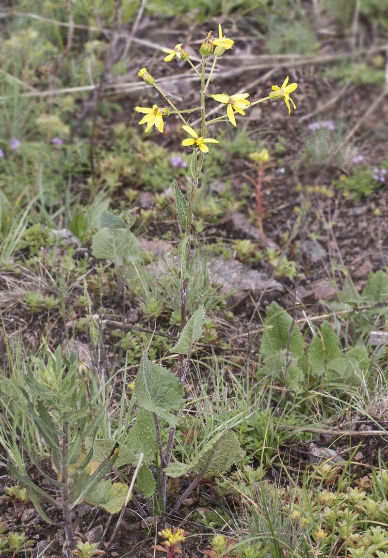 Vickifunkia narynensis photo 4