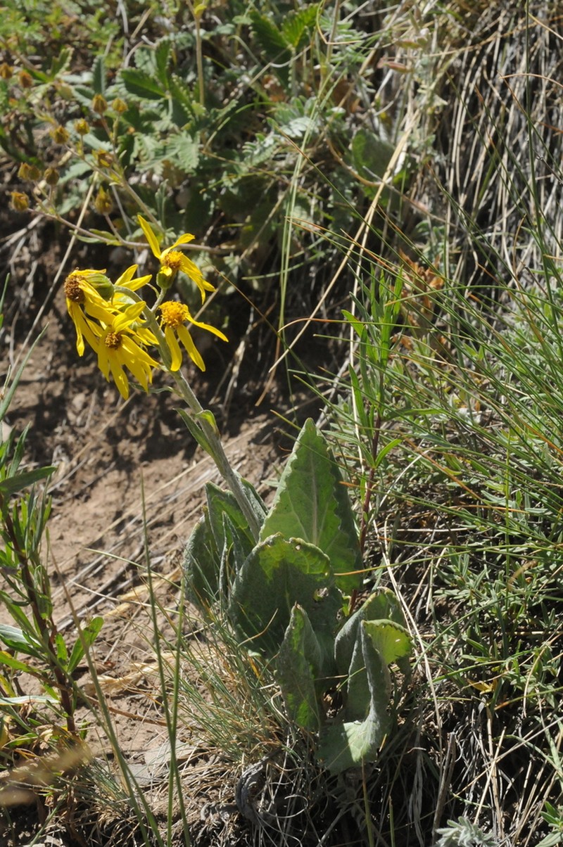 Vickifunkia narynensis photo 5
