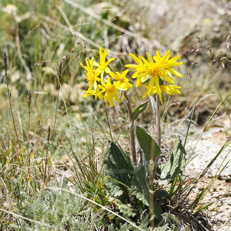 Vickifunkia narynensis photo 8