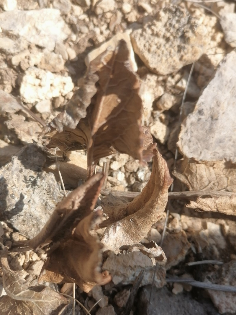 Vickifunkia robusta