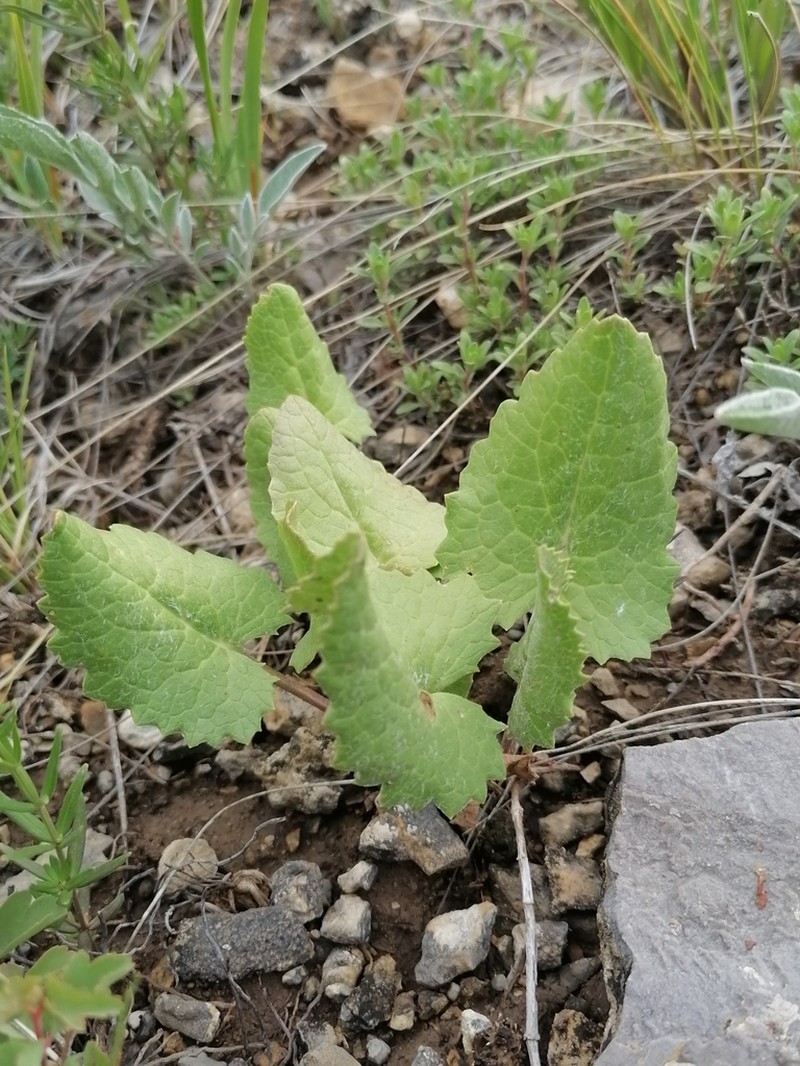 Vickifunkia robusta photo 2